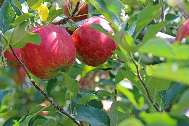 Pommier